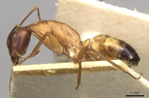 Camponotus thoracicus specimen CASENT0910252 image casent0910252_3