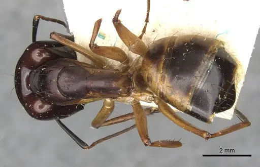 Camponotus thoracicus specimen CASENT0910253 image casent0910253_1