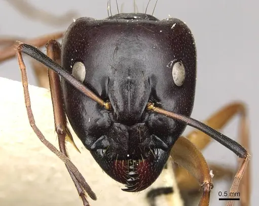Camponotus thoracicus specimen CASENT0910253 image casent0910253_2