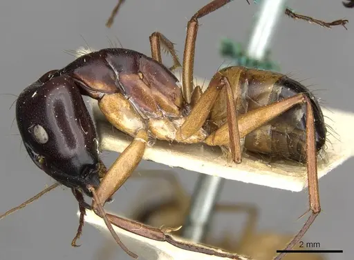 Camponotus thoracicus specimen CASENT0910253 image casent0910253_3