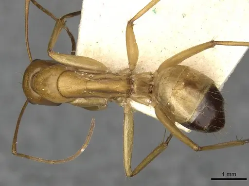 Camponotus thoracicus specimen CASENT0910254 image casent0910254_1