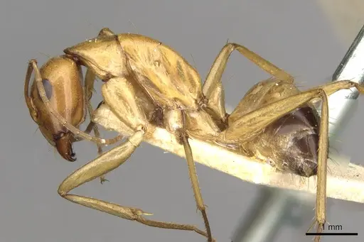 Camponotus thoracicus specimen CASENT0910254 image casent0910254_3