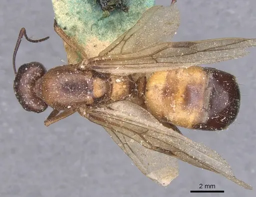 Camponotus thoracicus specimen CASENT0912059 image casent0912059_1