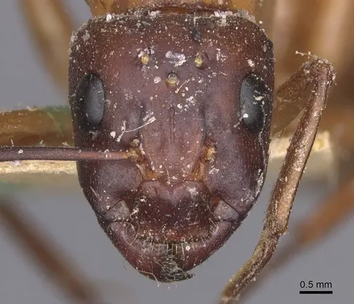 Camponotus thoracicus specimen CASENT0912059 image casent0912059_2