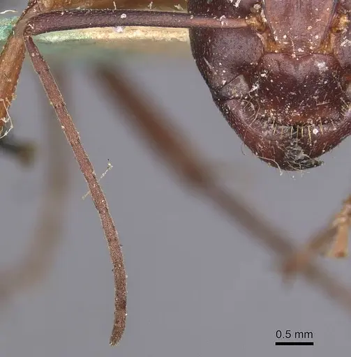 Camponotus thoracicus specimen CASENT0912059 image casent0912059_3