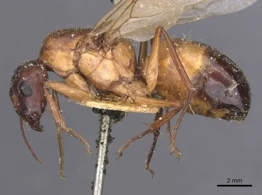 Camponotus thoracicus specimen CASENT0912059 image casent0912059_4