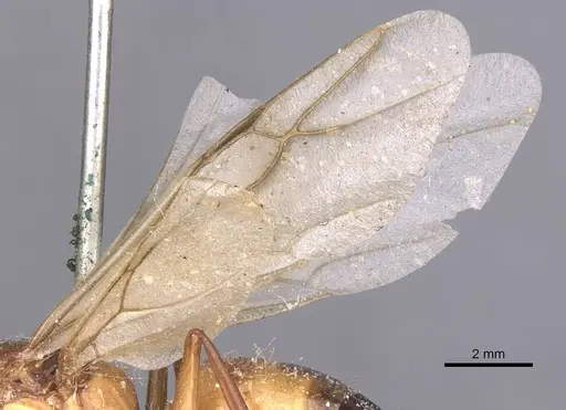 Camponotus thoracicus specimen CASENT0912059 image casent0912059_5