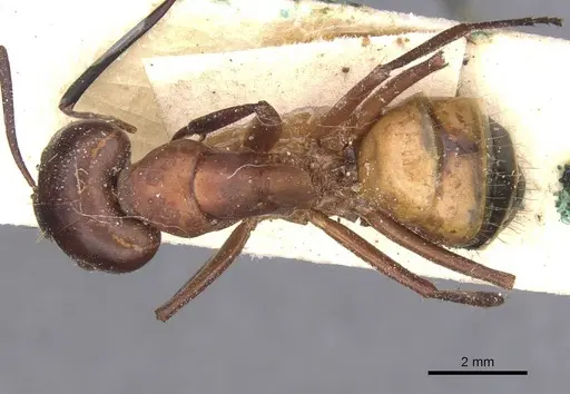 Camponotus thoracicus specimen CASENT0912060 image casent0912060_1