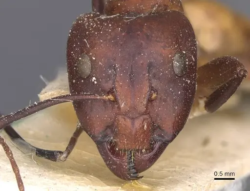 Camponotus thoracicus specimen CASENT0912060 image casent0912060_2
