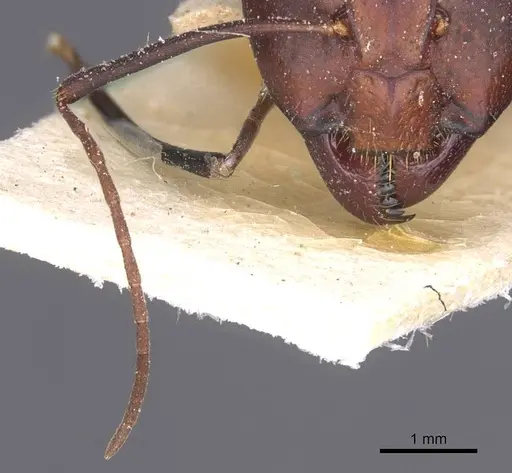 Camponotus thoracicus specimen CASENT0912060 image casent0912060_3