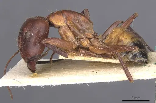 Camponotus thoracicus specimen CASENT0912060 image casent0912060_4