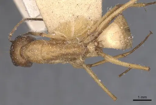 Camponotus thoracicus specimen CASENT0912061 image casent0912061_1