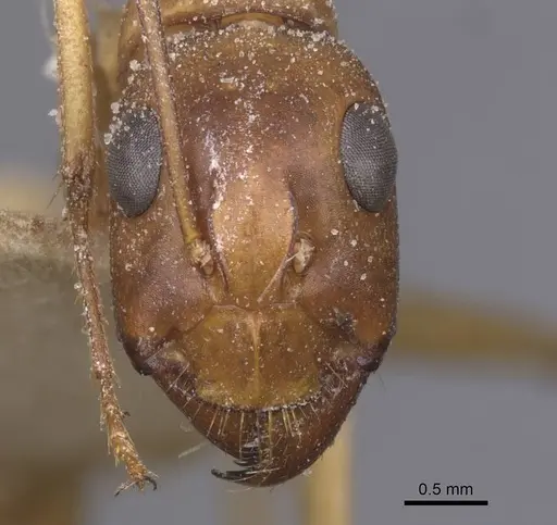 Camponotus thoracicus specimen CASENT0912061 image casent0912061_2