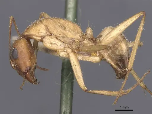 Camponotus thoracicus specimen CASENT0912061 image casent0912061_3