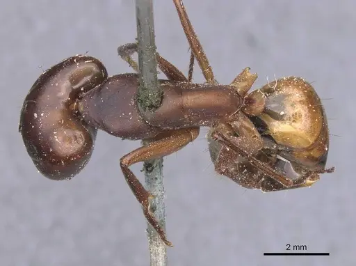 Camponotus thoracicus specimen CASENT0912062 image casent0912062_1