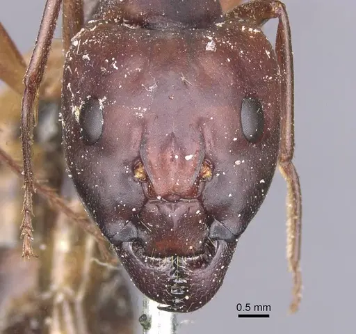 Camponotus thoracicus specimen CASENT0912062 image casent0912062_2