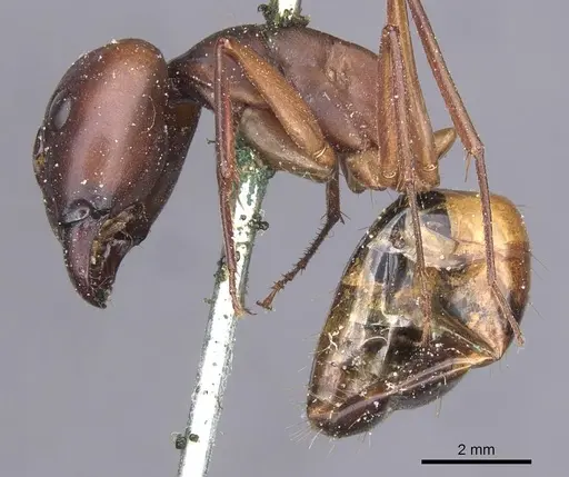 Camponotus thoracicus specimen CASENT0912062 image casent0912062_3
