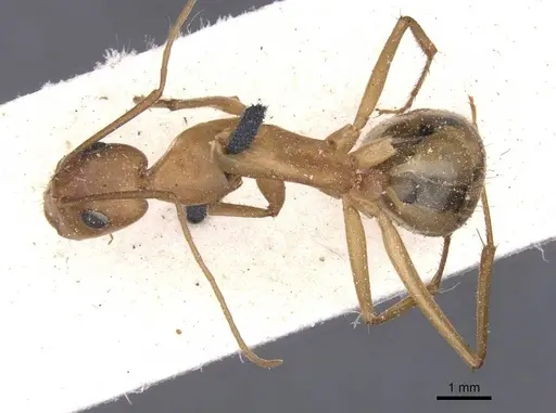 Camponotus thoracicus specimen CASENT0912063 image casent0912063_1