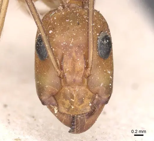 Camponotus thoracicus specimen CASENT0912063 image casent0912063_2
