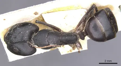 Camponotus thoracicus specimen CASENT0912064 image casent0912064_1