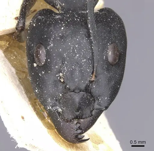 Camponotus thoracicus specimen CASENT0912064 image casent0912064_2