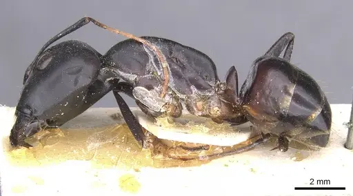 Camponotus thoracicus specimen CASENT0912064 image casent0912064_3