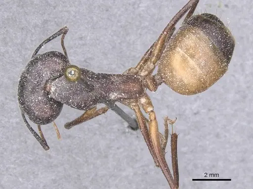 Camponotus thoracicus specimen CASENT0912065 image casent0912065_1