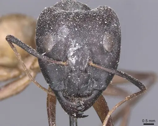 Camponotus thoracicus specimen CASENT0912065 image casent0912065_2
