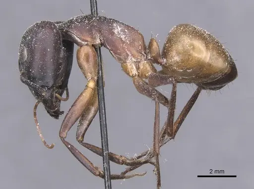 Camponotus thoracicus specimen CASENT0912065 image casent0912065_3