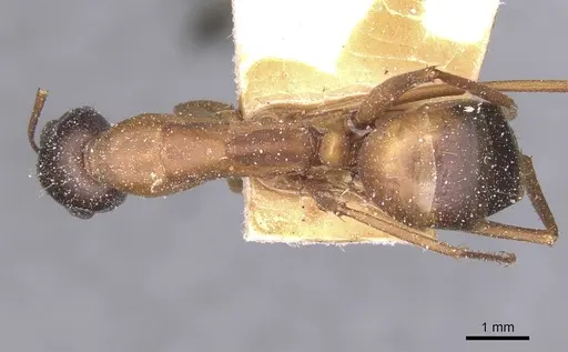 Camponotus thoracicus specimen CASENT0912066 image casent0912066_1