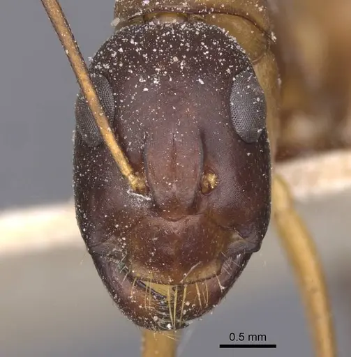 Camponotus thoracicus specimen CASENT0912066 image casent0912066_2