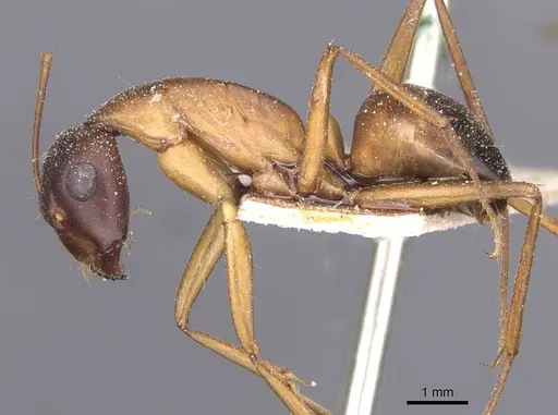 Camponotus thoracicus specimen CASENT0912066 image casent0912066_3