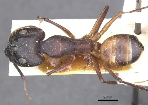 Camponotus thoracicus specimen CASENT0912067 image casent0912067_1