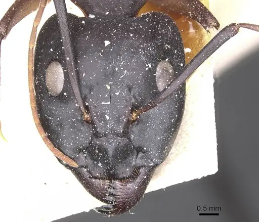 Camponotus thoracicus specimen CASENT0912067 image casent0912067_2
