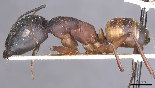 Camponotus thoracicus specimen CASENT0912067 image casent0912067_3