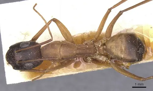 Camponotus thoracicus specimen CASENT0912068 image casent0912068_1