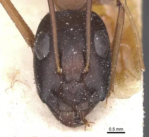 Camponotus thoracicus specimen CASENT0912068 image casent0912068_2