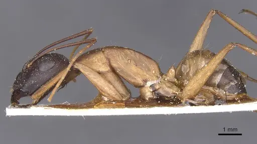 Camponotus thoracicus specimen CASENT0912068 image casent0912068_3
