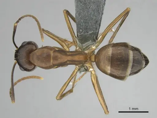 Camponotus thraso specimen CASENT0814923 image casent0814923_1