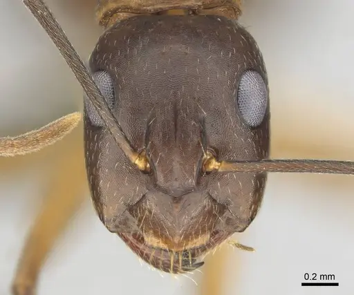 Camponotus thraso specimen CASENT0814923 image casent0814923_2