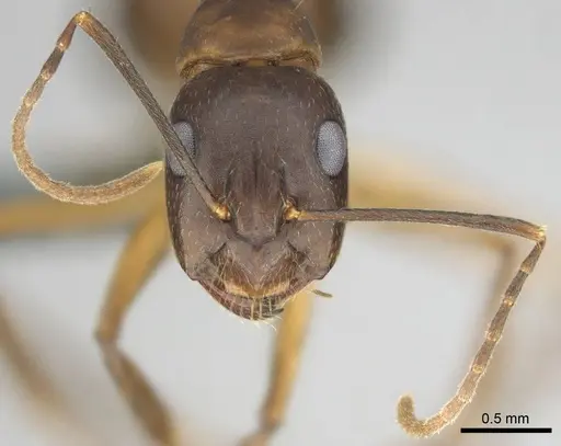 Camponotus thraso specimen CASENT0814923 image casent0814923_3