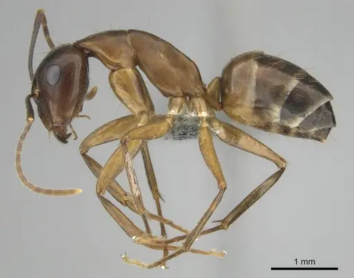 Camponotus thraso specimen CASENT0814923 image casent0814923_4
