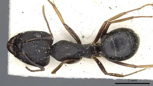 Camponotus thraso specimen CASENT0903529 image casent0903529_1