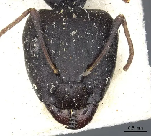 Camponotus thraso specimen CASENT0903529 image casent0903529_2