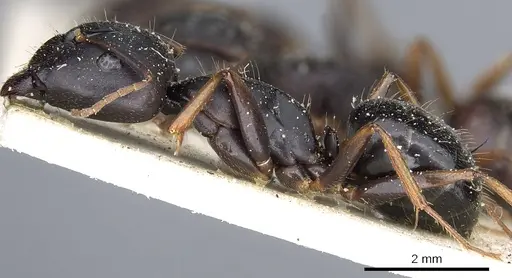 Camponotus thraso specimen CASENT0903529 image casent0903529_3