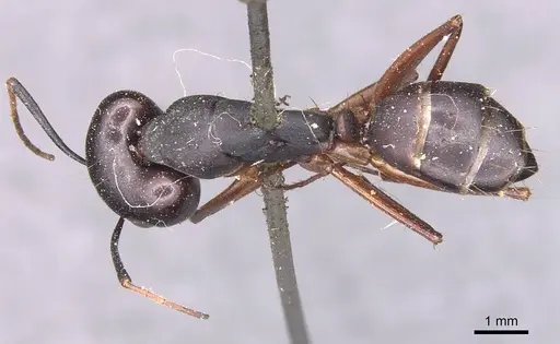 Camponotus thraso specimen CASENT0905282 image casent0905282_1