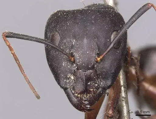 Camponotus thraso specimen CASENT0905282 image casent0905282_2
