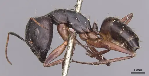 Camponotus thraso specimen CASENT0905282 image casent0905282_3