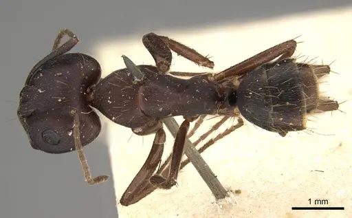 Camponotus thraso specimen CASENT0906996 image casent0906996_1