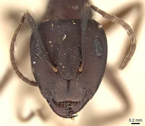 Camponotus thraso specimen CASENT0906996 image casent0906996_2